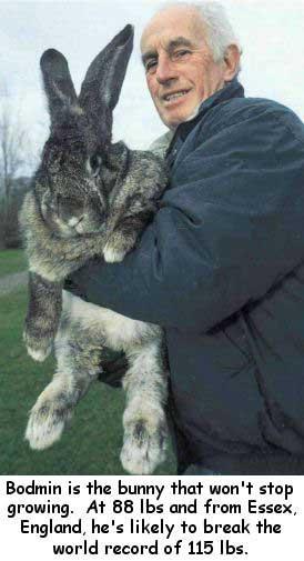 Big Bunny 88 Pound Record Bunny
