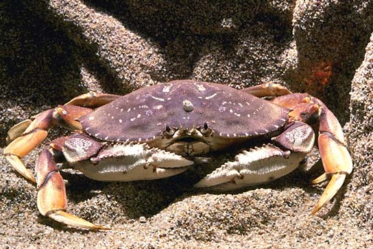 Crab Crab Photo