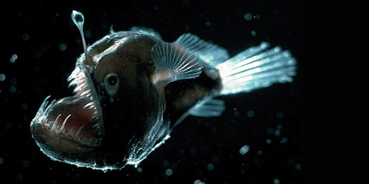 Deep Sea Anglerfish Deep Sea Anglerfish Photo