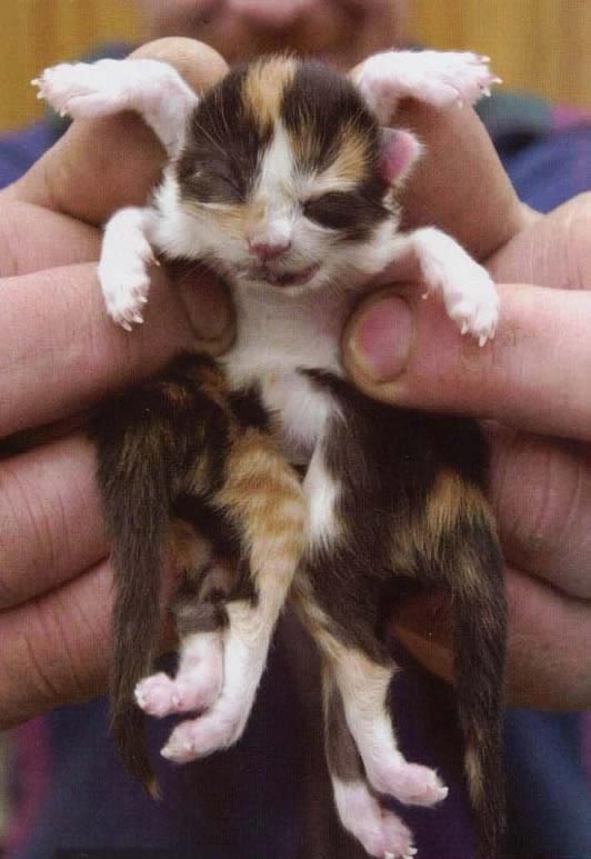Eight Legged Cat Eight Legged Cat Photo