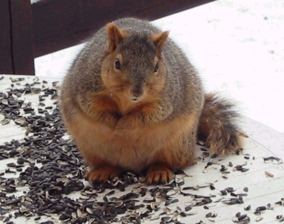 Fat Squirrel Fat Squirrel Photo