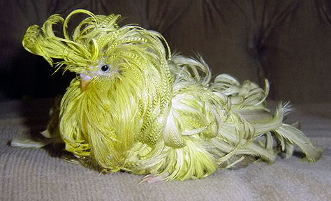 Feather Duster Parakeet Feather Duster Parakeet Photo