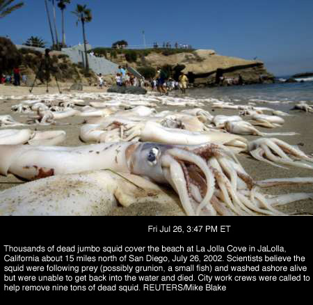 Giant Squid Giant Squid Photo