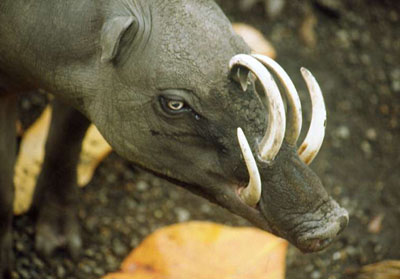 Babirusa Babirusa Wild Pig