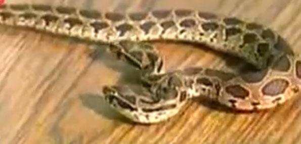 Two Headed Python Two Headed Python Photo