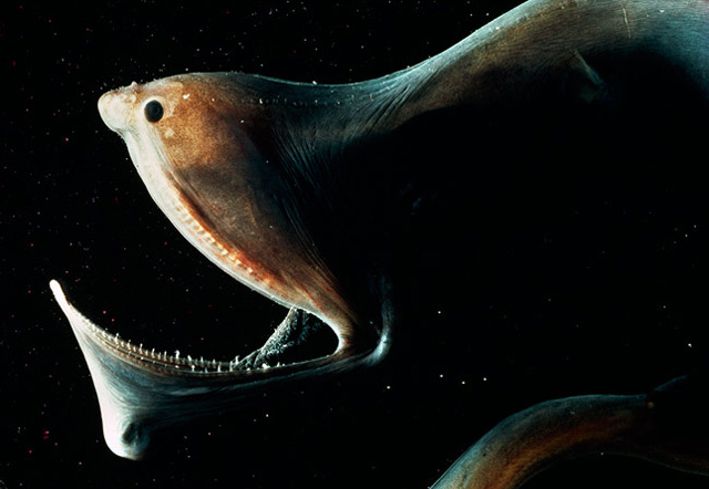 Umbrella Mouth Gulper Eel Umbrella Mouth Gulper Eel Photo