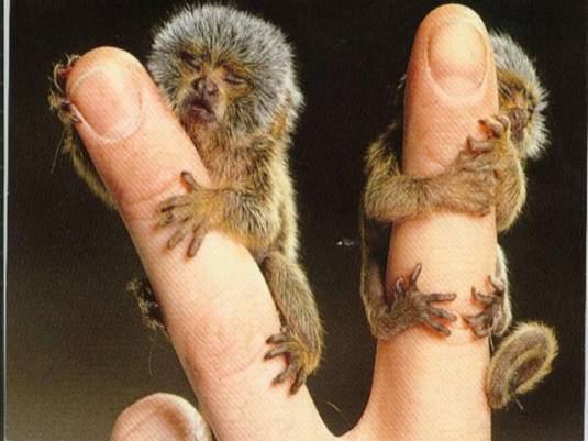 Very Small Monkeys Very Small Monkeys