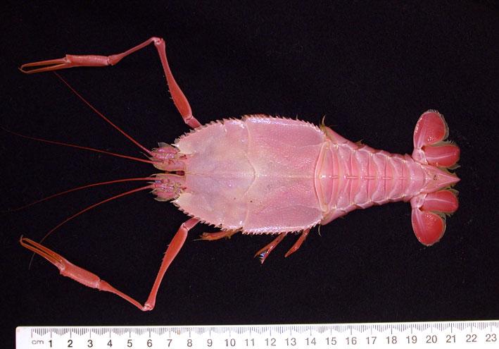 Blind Lobster Blind Lobster Deep Sea