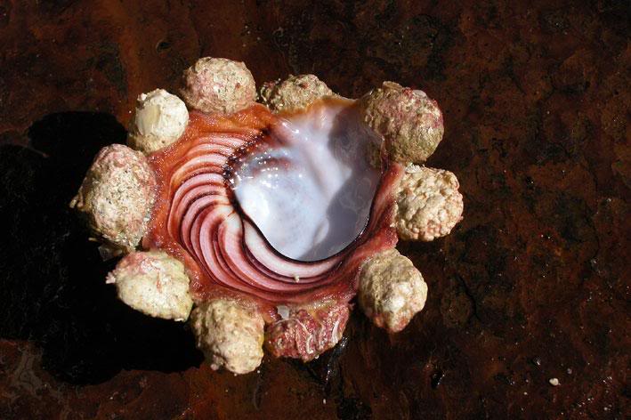 Carrier Shell Carrier Shell Xenophoridae